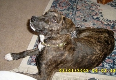 A black brindle with white Mountain Cur dog is laying on a throw rug on top of a carpet looking up.