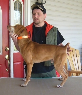 A red with white Mountain Cur is being posed in a stack on a table by a man dressed like a hunter standing behind it. They are outside on a porch with a red door behind them.