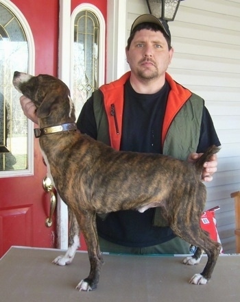 A serious looking man dressed in hunting clothes is sternly looking forward as he is posing a brown brindle with white Mountain Cur in a show stack on a table in front of a red door on a porch.