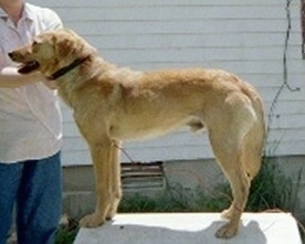 Left Profile - A tan Mountain Cur dog is standing on a table outside on the side of a white house with a person standing behind it.