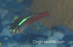 Close Up - A shiny blue and red neon tetra fish swimming