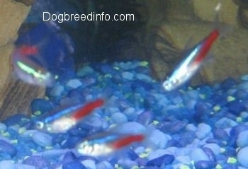 Four neon tetras are swimming to the bottom of an aquarium