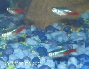 Four blue and red neon tetras are swimming in front of a rock