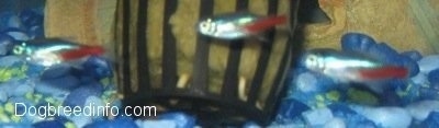 Four blue and red neon tetras are swimming across blue and yellow gravel next to a plant that is inside of a black plastic pot