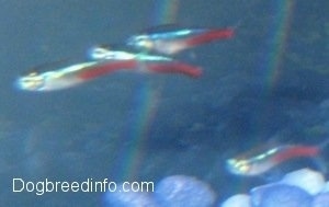 Four shiny blue and red neon tetras swimming