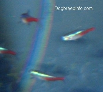 Four blue and red neon tetras swimming. There is a rainbow in front of the two most forward tetras