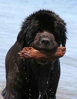 Front view upper body shot - A wet black Newfoundland dog has a piece of dripping wet driftwood in its mouth. There is a body of water behind it.
