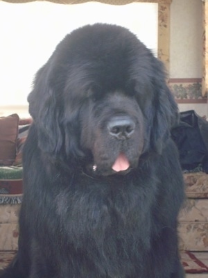 Close up upper body shot - A huge, black Newfoundland dog is sitting in a house. Its mouth is open and tongue is out and behind it is a couch with lots of pillows on it. The dog has a large head and it looks like a bear with squinty eyes.