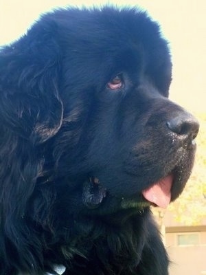 Close up side view head shot - A black Newfoundland is sitting in grass and it is looking to the right. Its mouth is open and its large thick tongue is out. The dog has drooping eyes and huge dewlaps. It looks like a bear.