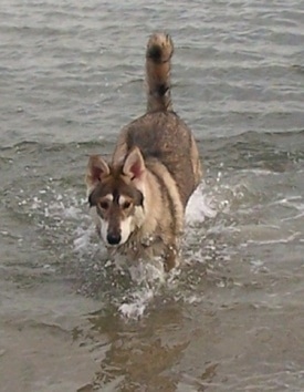 front view - A black with tan and white Northern Inuit Dog is running across water with its tail up in the air.