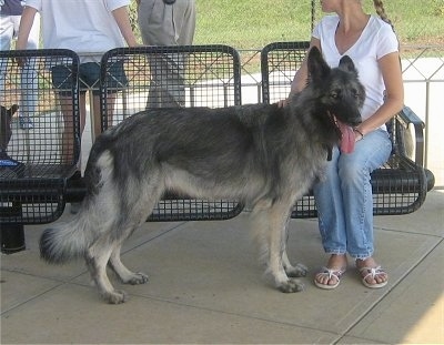Meadow the Shiloh Shepherd standing in front of a dog park bench