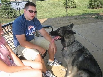 Meadow the Shiloh Shepherd sitting in front of a dog park bench of people with its mouth open and its tongue out