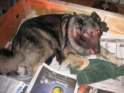 The right side of a black with gray Shiloh Shepherd that is nursing puppies in a whelping box.