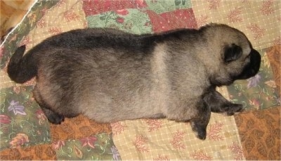 The right side of a black and tan puppy that is laying across a rug.