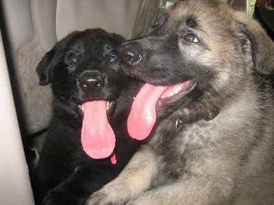 The left side of a black puppy and a tan and black puppy are sitting in the back of a vehicle. There mouths open and tongues are out.