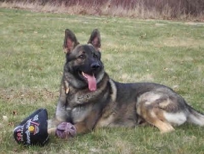 Noah the Shiloh Shepherd sitting in a field next to dog toys