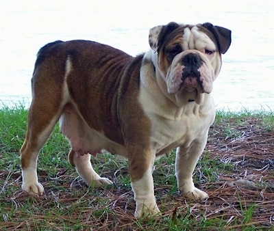 brown and white english bulldog