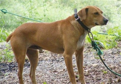do mountain cur dogs make good pets