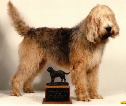 Right Profile - A shaggy, tan with brown and white Otterhound dog is standing in front of a trophy that has a hound on it and it is looking to the right. It has hair covering its eyes.
