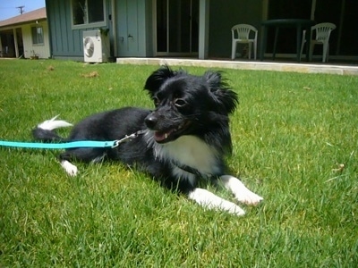 Front side view - A black with white Paperanian dog is laying in grass looking to the left. Its mouth is open.