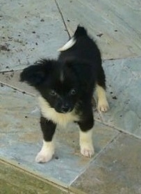 Front view - A black with white Paperanian puppy is standing on a stone tiled floor looking forward. Its tail is curled up over its back.