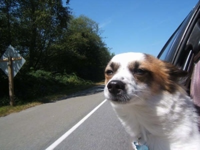A white with brown, tan and black Papimo has its head out of a window of a moving car with its fur blowing in the wind.