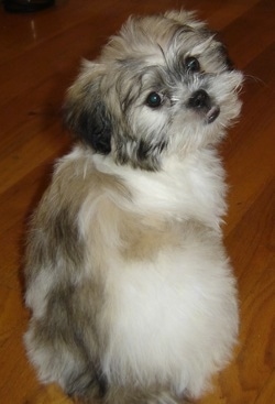 The backside of a fluffy white with grey and tan Peke-A-Tese puppy. It is standing on a hardwood floor and it is turned to look back towards the camera.