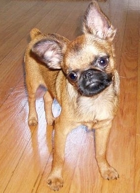 A small tan with black dog is standing on a hardwood floor. The dog's face looks like a monkey and the ears are perked up in the air.