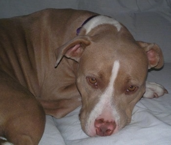 Side view upper body shot - Close up - A tan with white Pit Bull mix is laying curled up in a ball on a bed looking at the camera. It has a brown nose with pink spots on it.