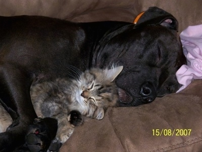 Close up - The right side of a black American Pit Bull Terrier that is sleeping cuddled behind a cat.