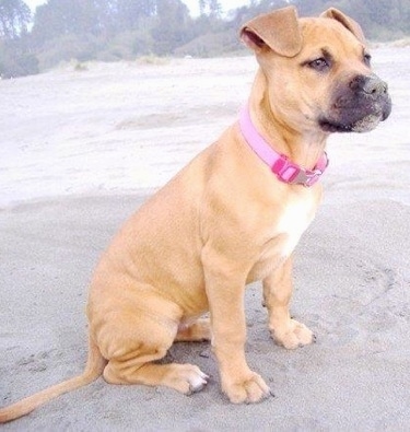 The right side of a tan with white Pit Bull Terrier puppy that is sitting on sand and it has sand on its face.