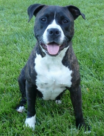 A black with white Pit Bull Terrier is sitting on a lawn with its mouth open and its tongue out.