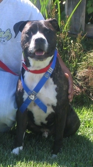 Pit Bull Terrier wearing a ribbon sitting on a lawn posing for a picture with its mouth open