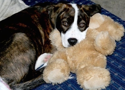 A brown brindle with white Pit Bull mix dog is laying on a blue couch and its head is on a tan plush teddy bear.