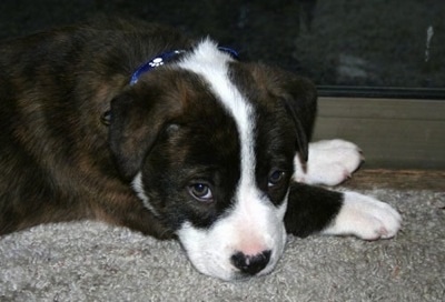 Side view of the head and upper body - A brown brindle with white Pit Bull mix puppy that is laying down on a rug with its head turned to look over at the camera.