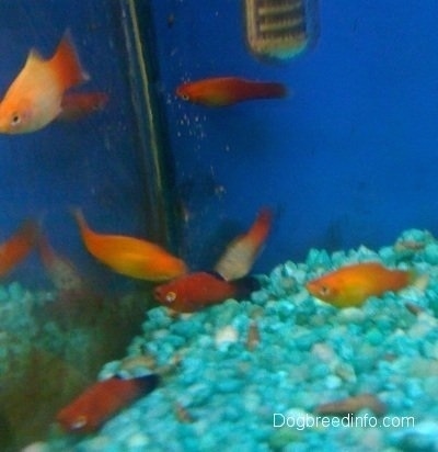 A school of platy Fish are swimming under a filter inside of a tank that has teal blue gravel and a blue background.