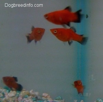 Five red and black platy fish are swimming around an aquarium