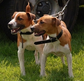 Front view - Two red with white Plummer Terrier dogs are standing in grass looking to the left. Both of their mouths are open.