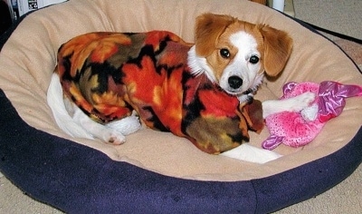A drop-eared, white with red Pomeagle puppy is laying in a tan and blue dog bed wearing an autumn colored shirt with a fluffy pink toy under its front left paw.
