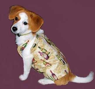 Side view - A white with red Pomeagle dog is wearing a shirt that has wine bottles printed on it sitting in a composited purple background. Its head is slightly tilted to the left.