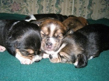 Close up front view - The Pomeagle puppies are laying on top of each other on a green carpet.