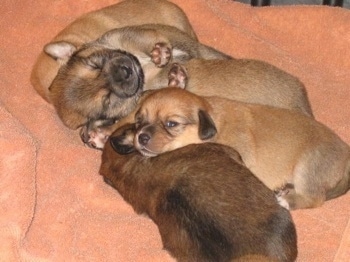 A litter of 5 Pomeagle puppies laying on an orange blanket on top of each other.