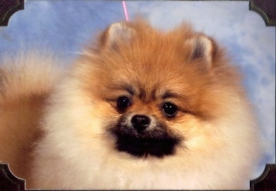 Close up - A tan Pomeranian is standing in front of a sky backdrop and it is looking forward. There is a photo frame overlayed around the image. It has fuzzy fluffy fur and small ears.