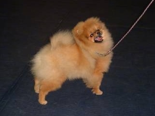 Pomeranian Dog Breed Pictures, 3