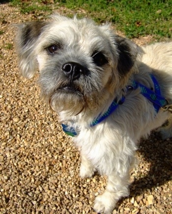 Front-side view - The upper half of a tan with black Pushon dog wearing a blue harness standing on tan gravel looking up.