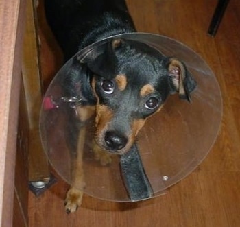 Close up - A black with brown Rat Pinscher is wearing a pet cone on a hardwood floor and it is looking forward.