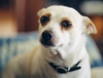 Close up head and upper body shot - A white with tan Ratshi Terrier is looking to the left and its ears are pinned back.