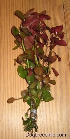 A Red Ludwigia is laying on a wooden table. It is taped at the bottom