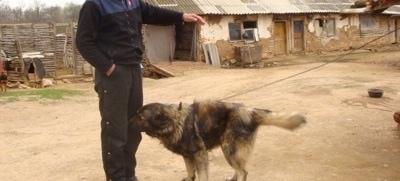 A black with tan Sarplaninac dog is sniffing the person standing in front of it. The person has one hand in its pocket and the other hand in the air. There is an old building in the distance.
