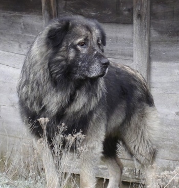 Front side view - A huge, thick coated black and grey Sarplaninac dog is standing in grass and behind it is a wooden structure. It is looking to the right. The dog looks like a bear.